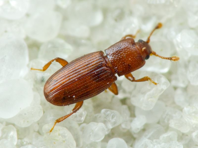 Cerylon ferrugineum Stephens, 1830